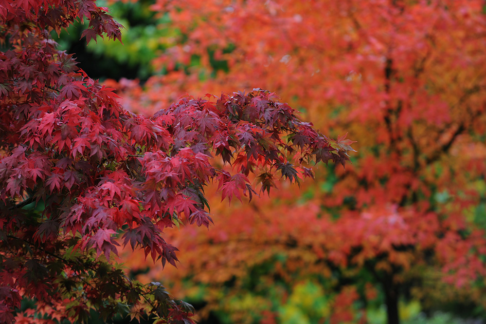 Furzey Gardens New Forest Autumn Colours
